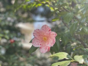 父の81歳のお誕生日に想うこと。心粒の原点🍀