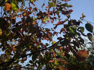 10月25日（日）は、心粒はうすの開放日です🌿
